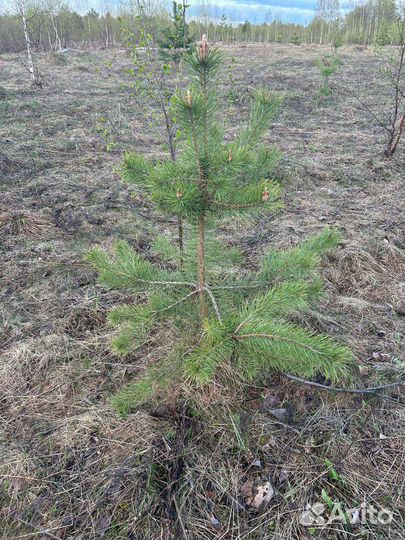 Саженцы сосны, ели, липы, клëна, дуба