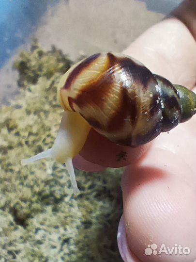 Улитки Ахатины
