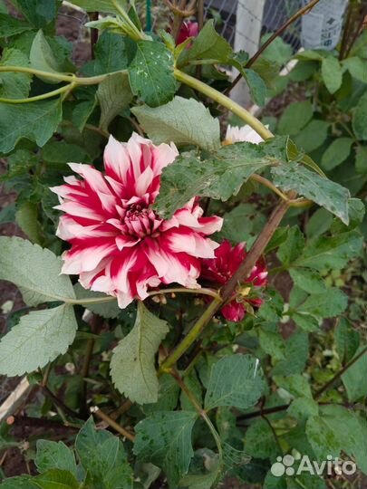 Георгины клубни