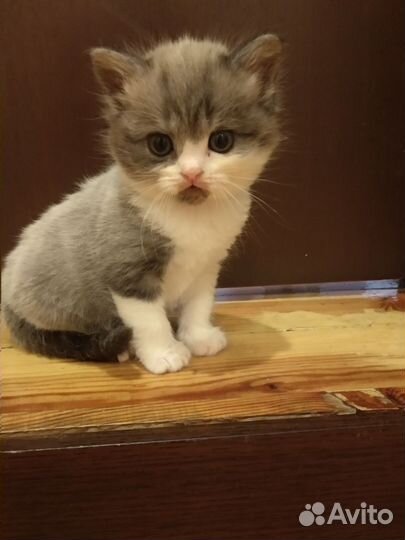 Продам котят