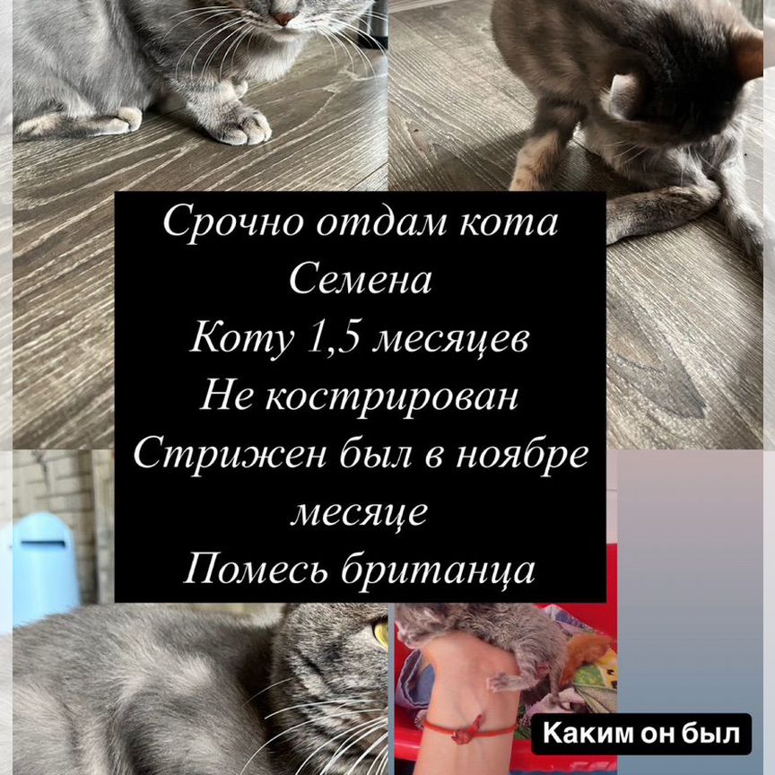 Котята помесь британца