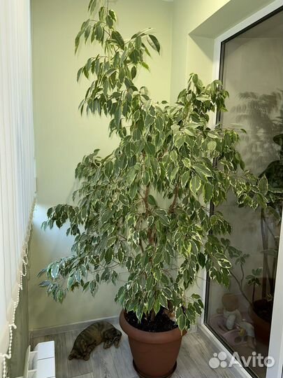 Фикус бенджамина пестролистный