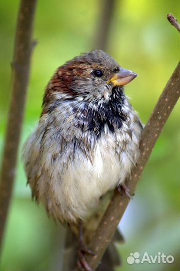 Объектив tamron 55 200 почти как новый