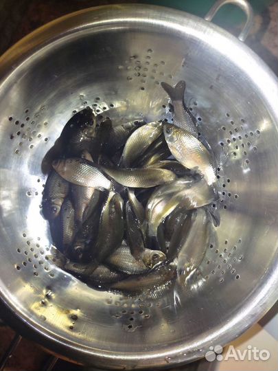 Мелкий живец