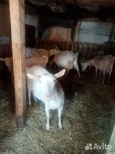 Козы дойные и козёл