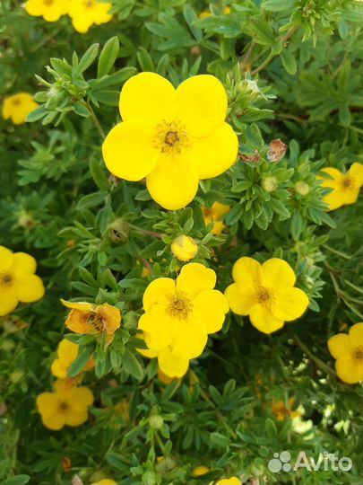 Гортензия Анабель