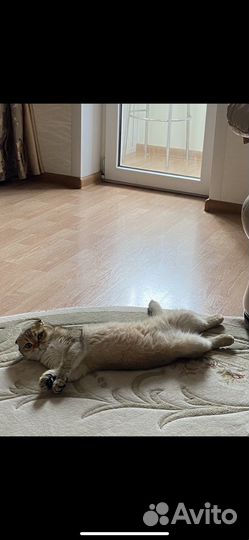 Кот на вязку