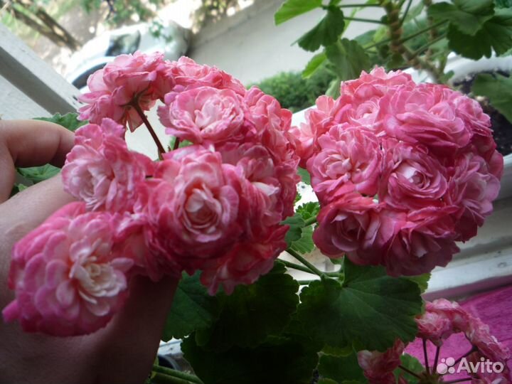 Стеллары,Пеларгонии сортовые (герань)