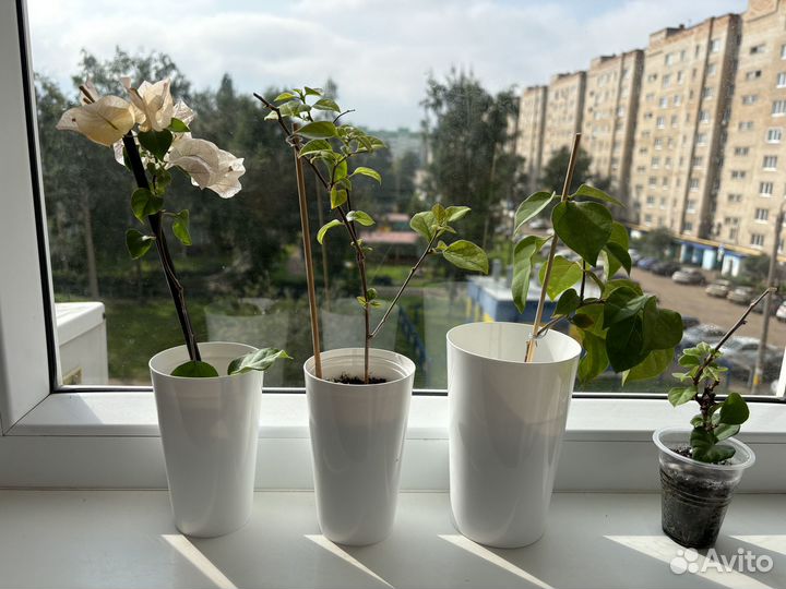 Бугенвиллия черенки