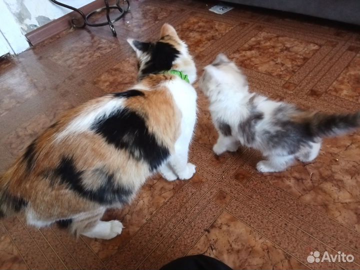 Котята