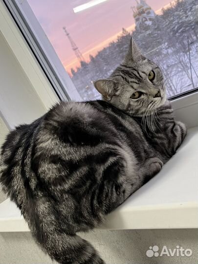 Котик ищет дом