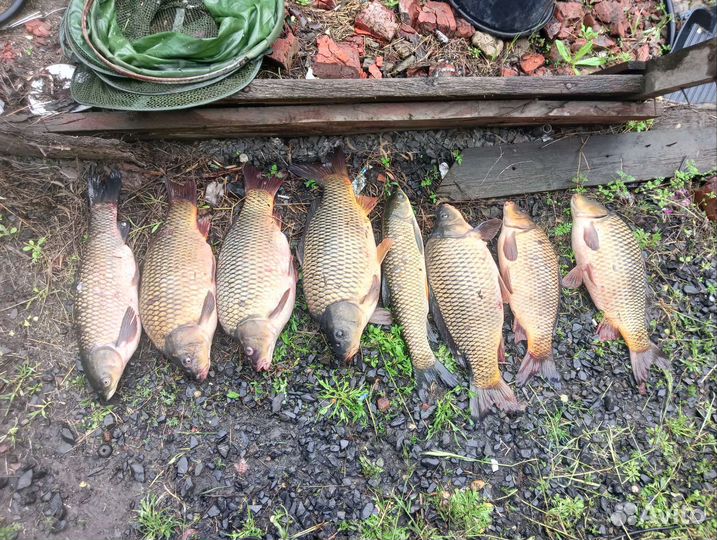 Брожёная Кукуруза (Ферментированная) (Пьяная)