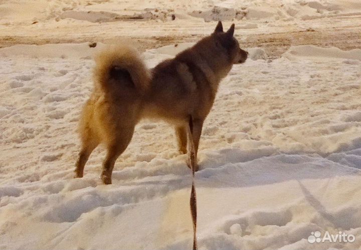 Вязка кабель-рабочий красавец 7 лет