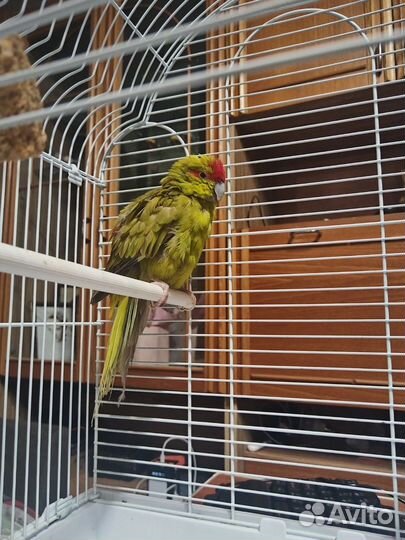 Попугай Какарик