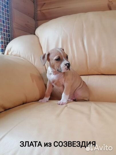 Сказочная Малышка Ам.Стафф, терьер.(с документами)