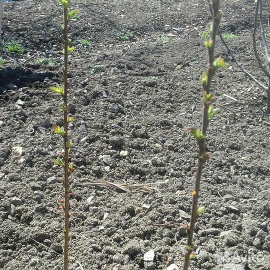 Продам саженцы вишни