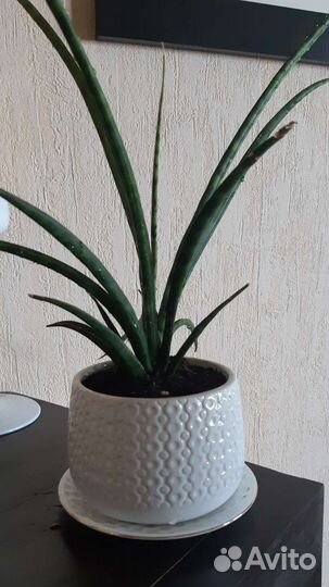 Сансевиерия 