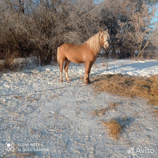 Лошадь