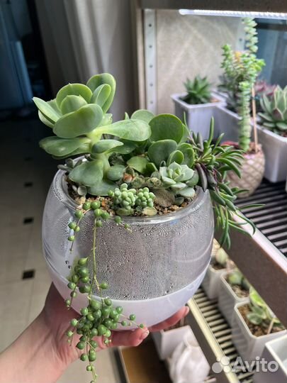 Суккуленты садик, орхидеи Азия, Биг лип