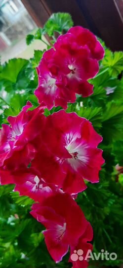 Пеларгония герань