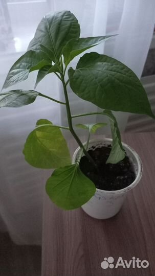 Перец острый Красный колокольчик