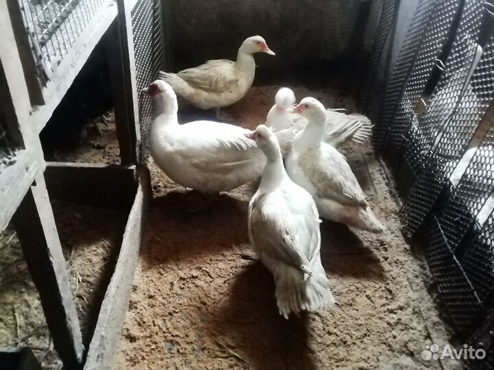 Индоутки 6+1