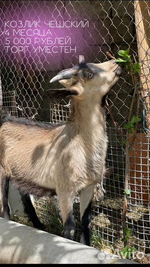 Козлик породы,чешский'