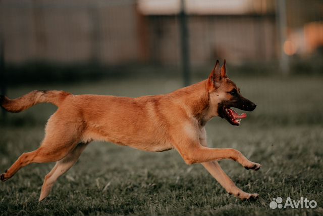 Зажигалочка Джуди