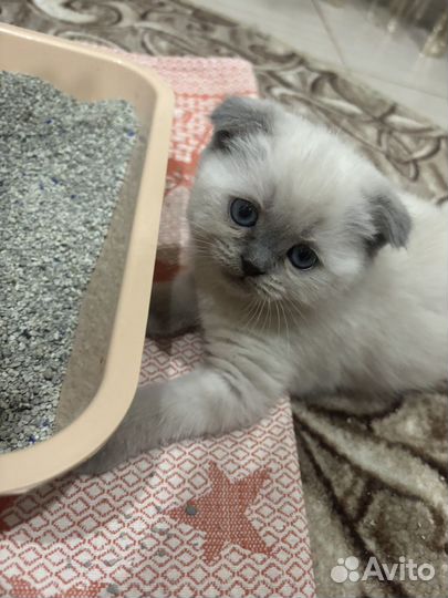 Шотландская вислоухая