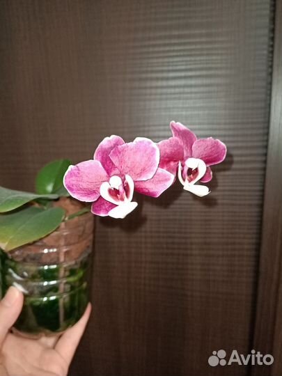 На брони. Ароматная Орхидея фаленопсис Каода