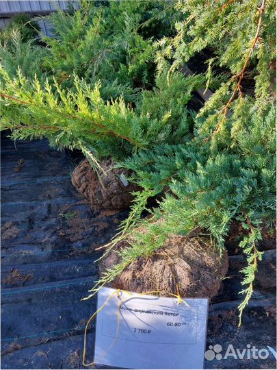 Саженцы ель туи s смарагд сосна кедр можжевельник