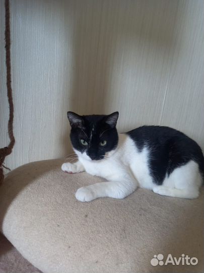 Замечательный котик Сёма