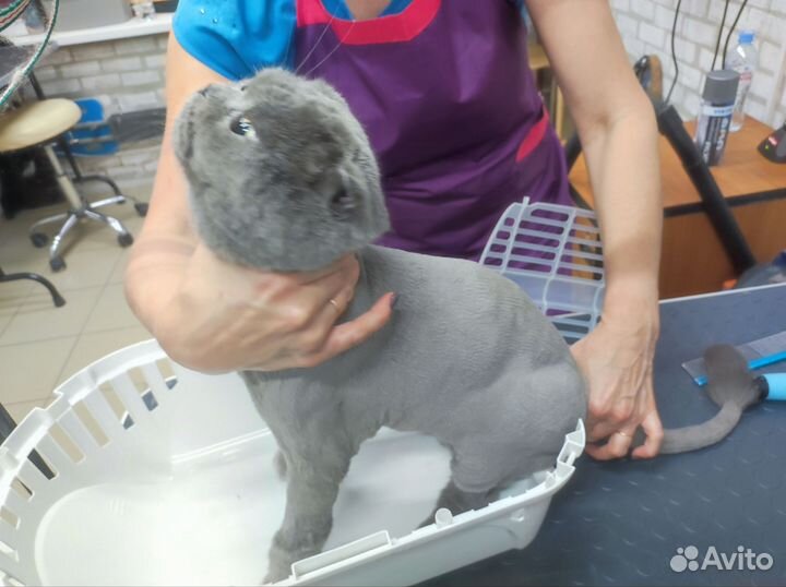 Стрижка кошек выезд на дом