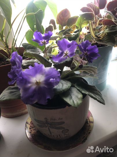 Комнатные растения