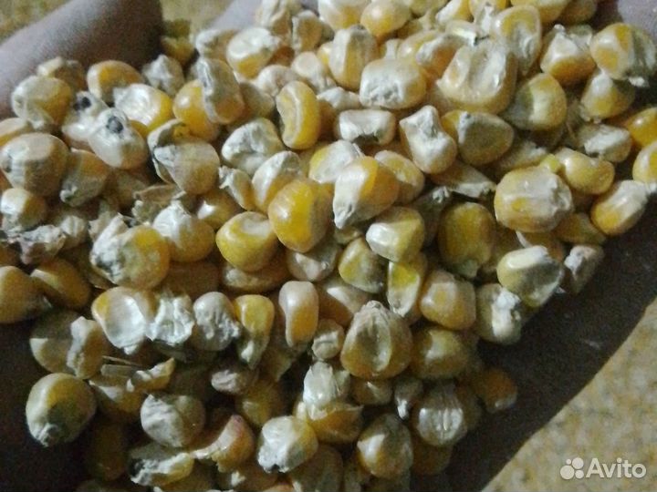 Пшеница,ячмень, овес, кукуруза, мясокостная мука