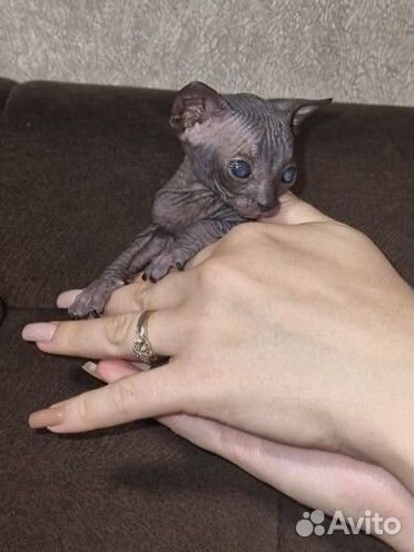 Канадский сфинкс