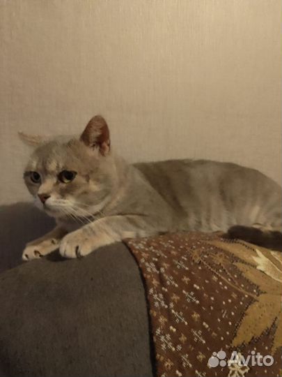 Котик в добрые руки