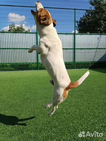 Вязка джек Рассел терьер