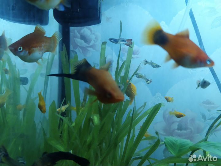 Меченосец лещевидный, молинезии золотые