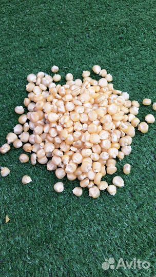 Белая кукуруза