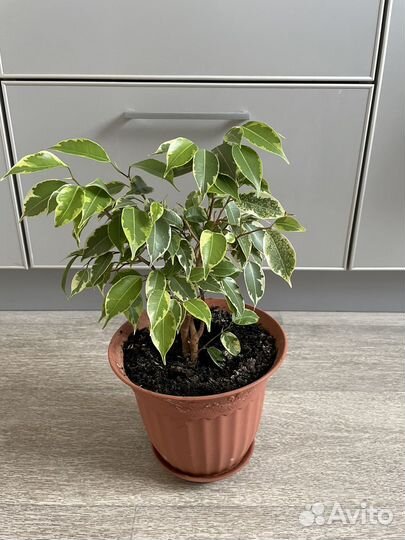 Фикус бенджамина