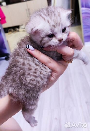 Шотландские котята