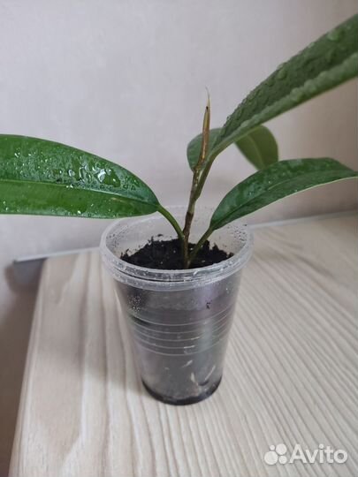 Фикус Биннендийка Али