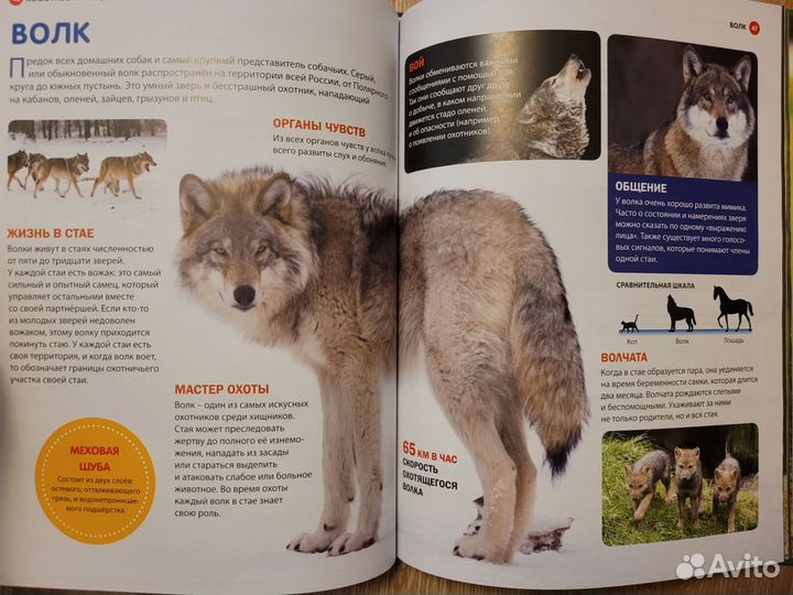 Детские книги. Энциклопедия для детей