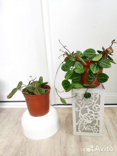 Комнатные растения, цветы разные