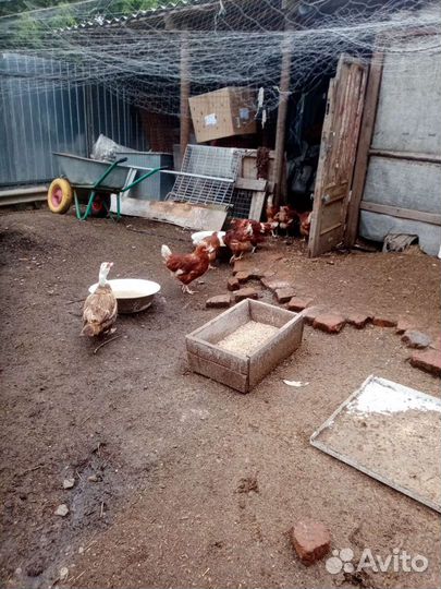 Куры несушки