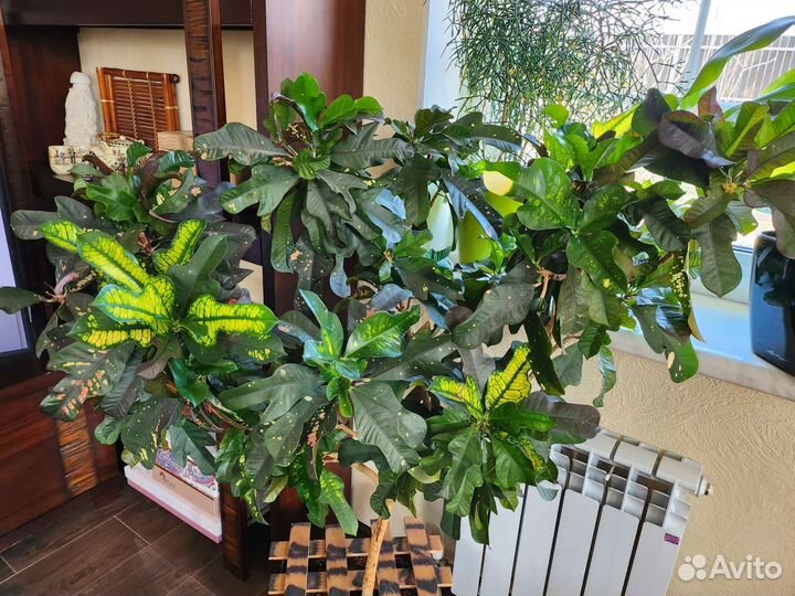 Кодиеум кротон