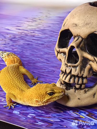 Эублефар самка Blood (Блад) гет та