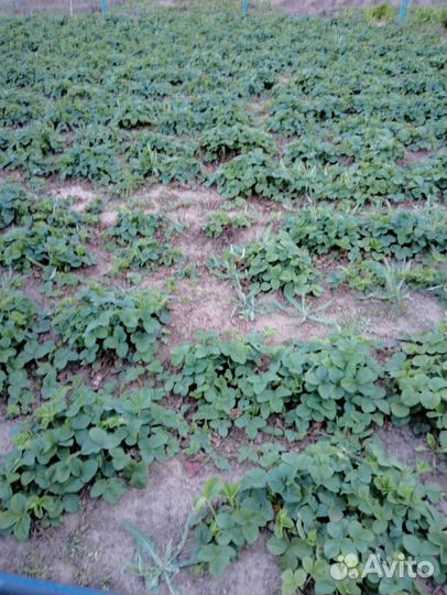 Рассада клубники