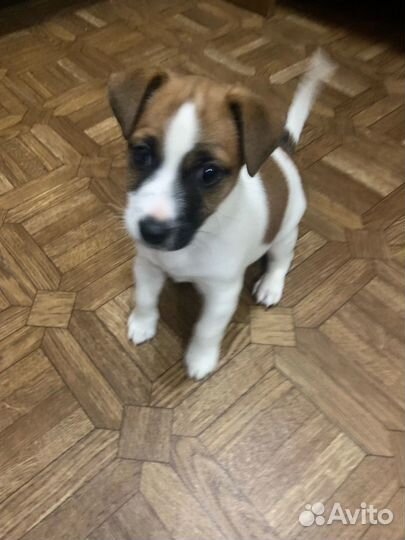 Джек Рассел терьер